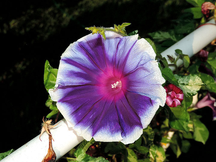 DSCN4701