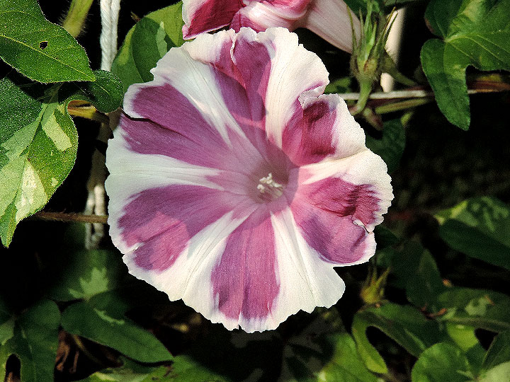 DSCN4716