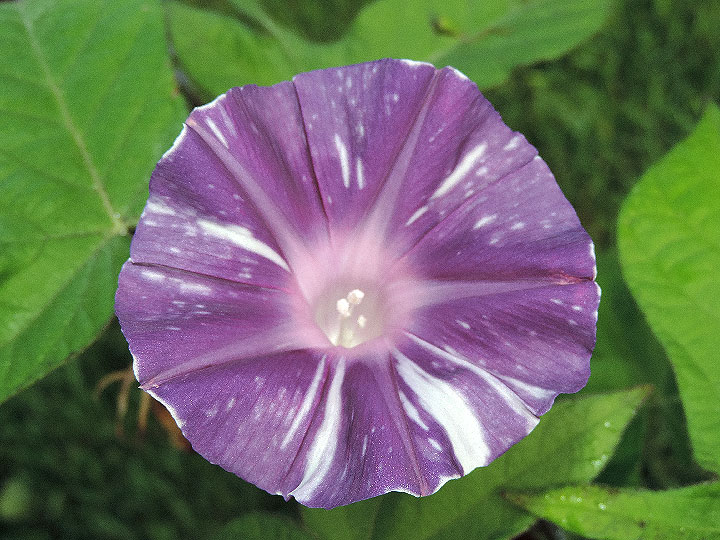 DSCN4742