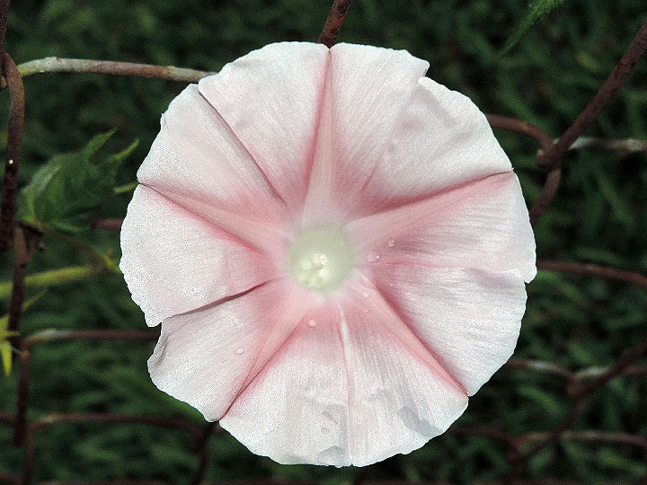 DSCN4746