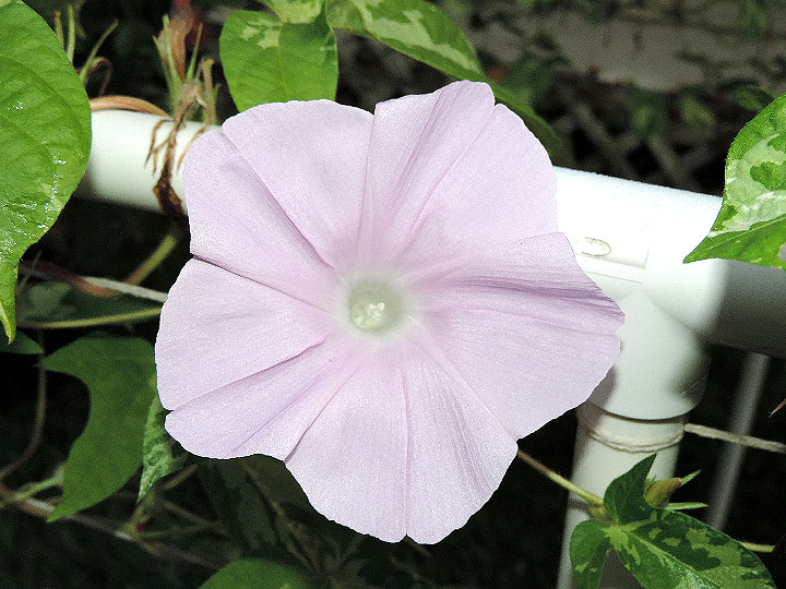 DSCN4798