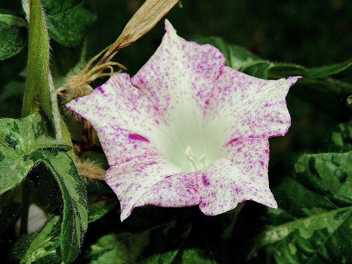 DSCN4860