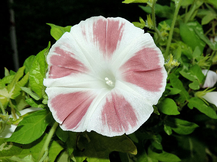 DSCN4873
