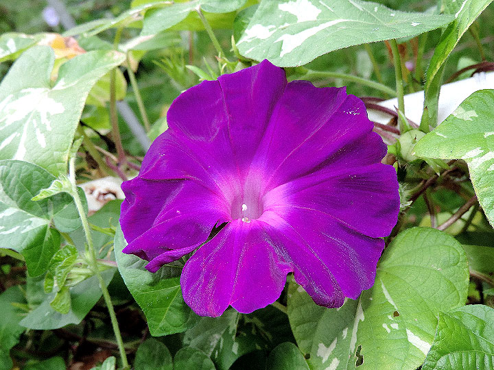 DSCN4886_01