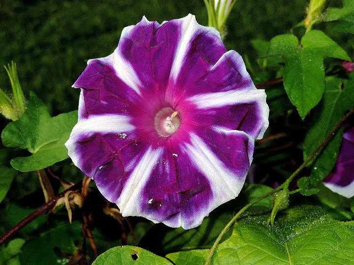 DSCN4961