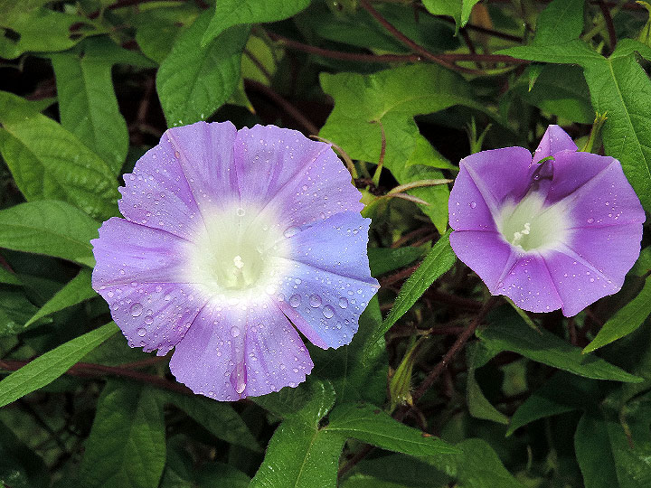 DSCN5010