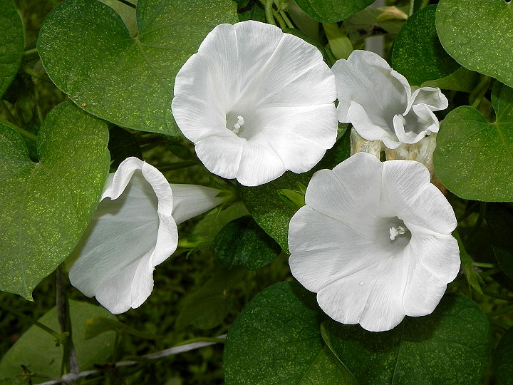 DSCN5026