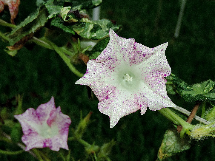 DSCN5028