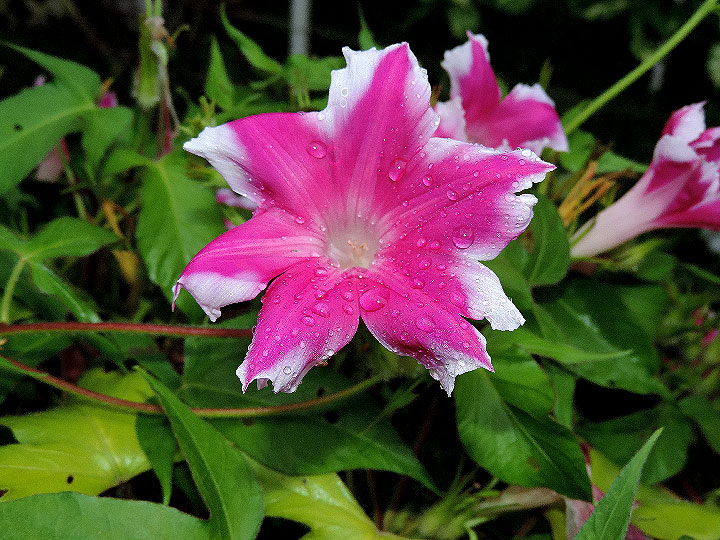 DSCN5053