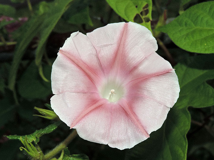 DSCN5091