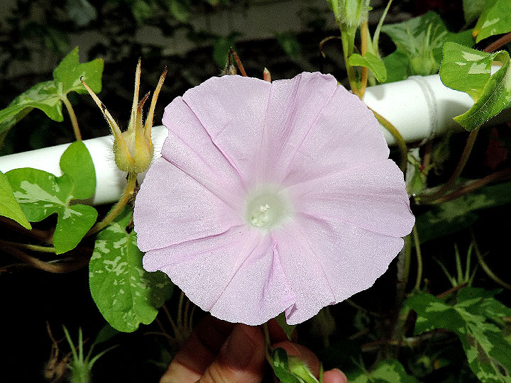DSCN5131_01