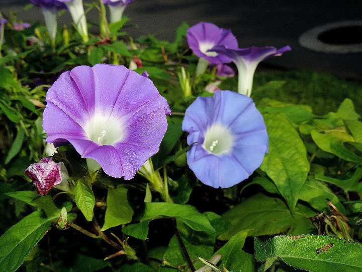 DSCN5173