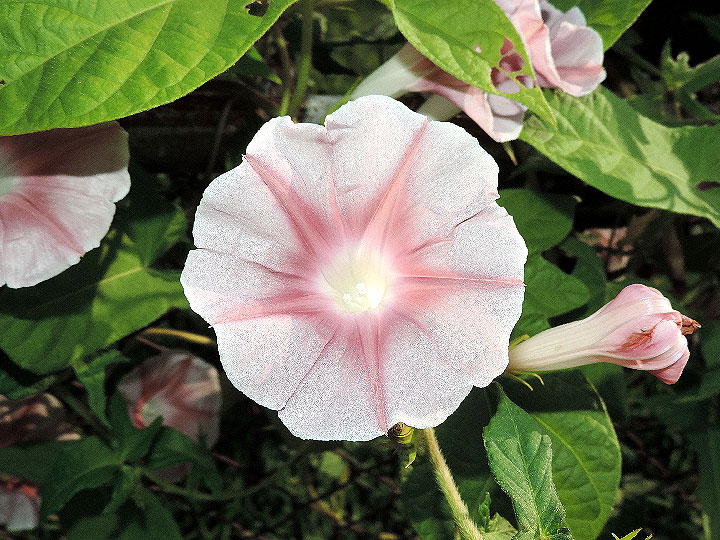 DSCN5176