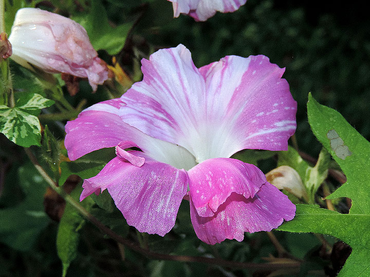 DSCN5244