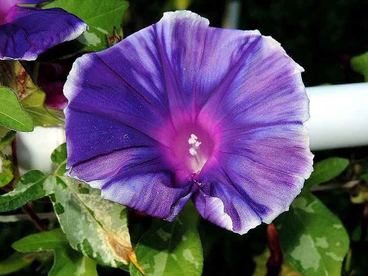 DSCN5246
