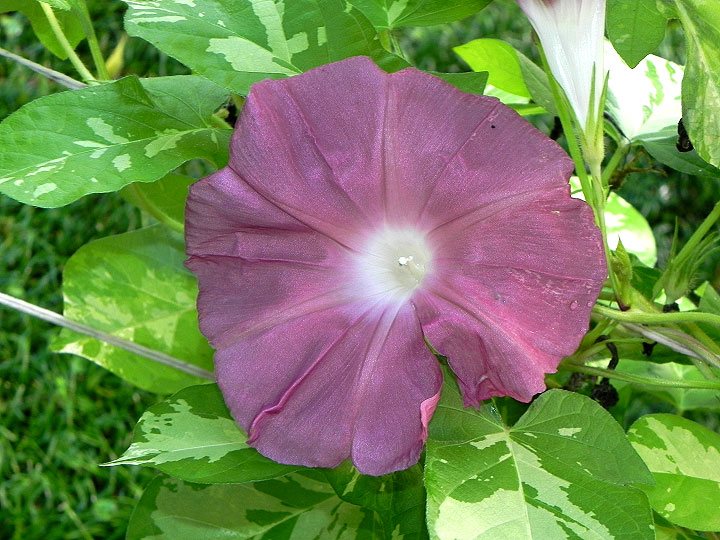 DSCN5316