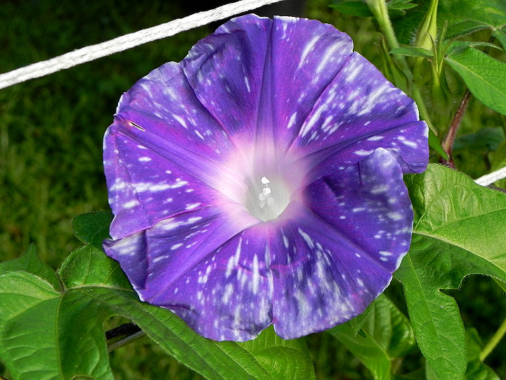 DSCN5325