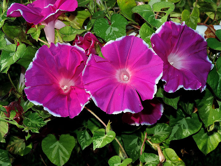 DSCN5345_01