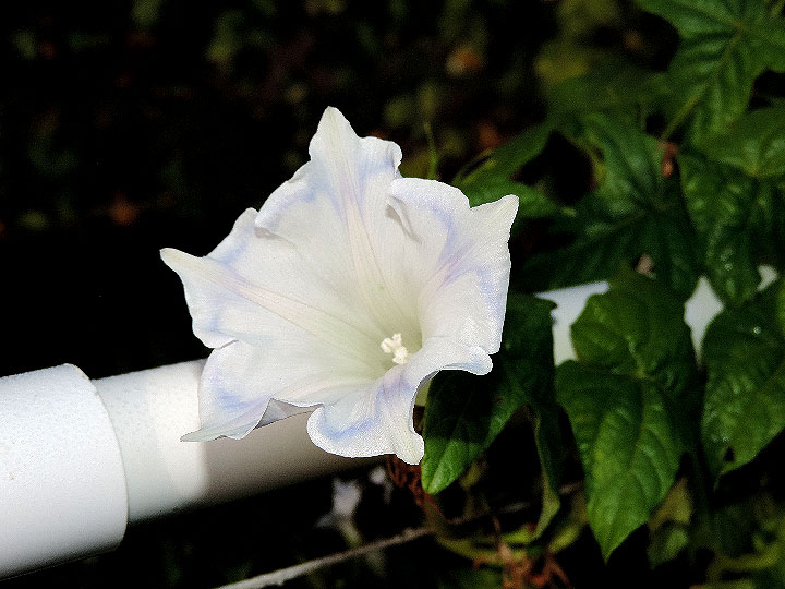DSCN5351_02