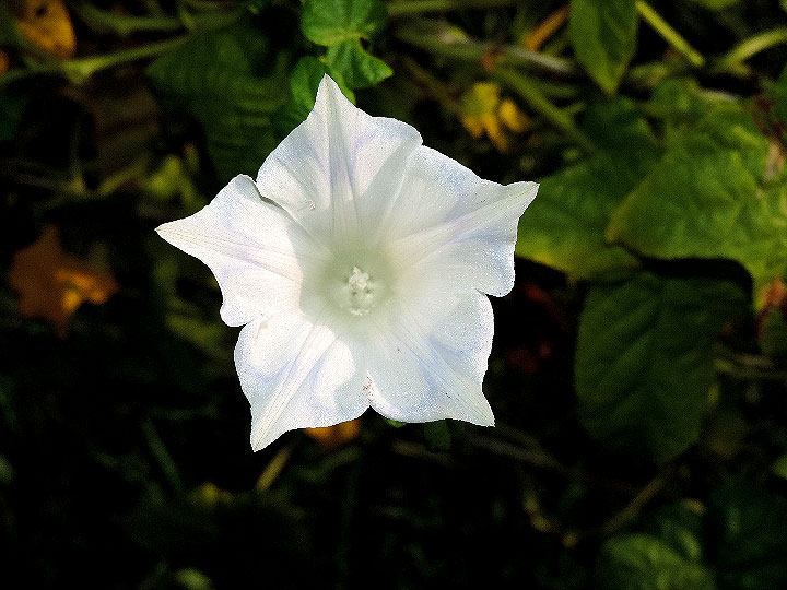 DSCN5352_01