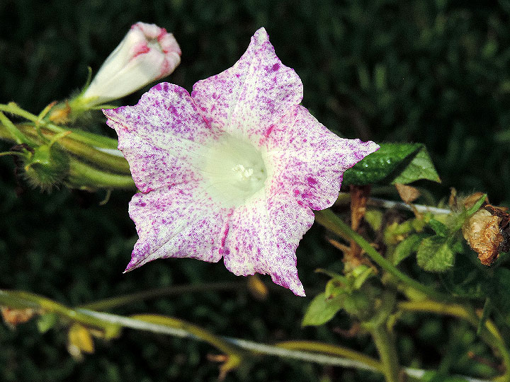 DSCN5394_01