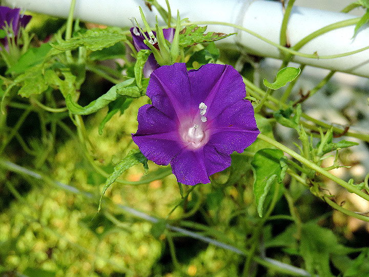 DSCN5417_01
