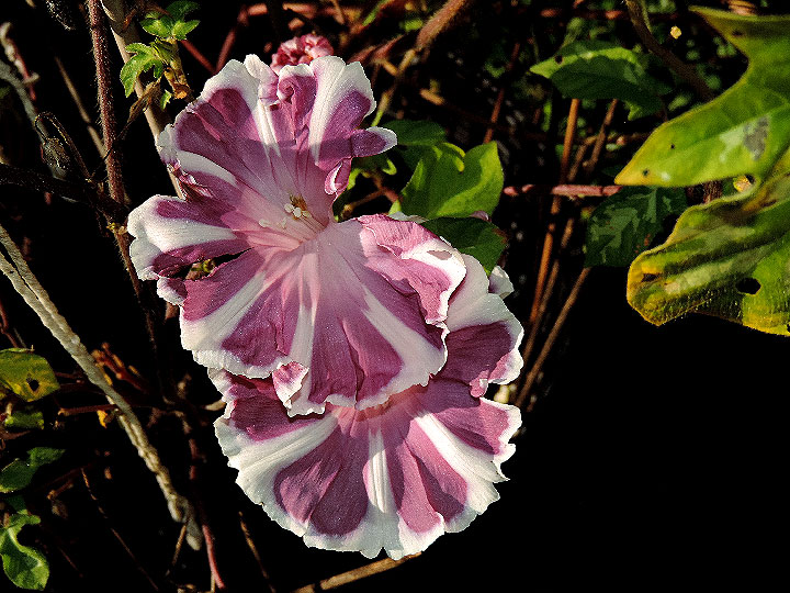 DSCN5447_02