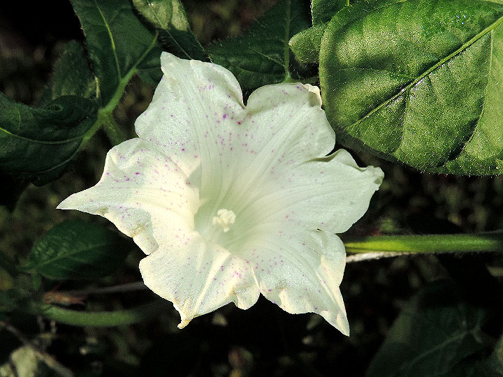 DSCN5457