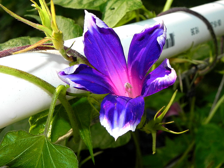 DSCN5508