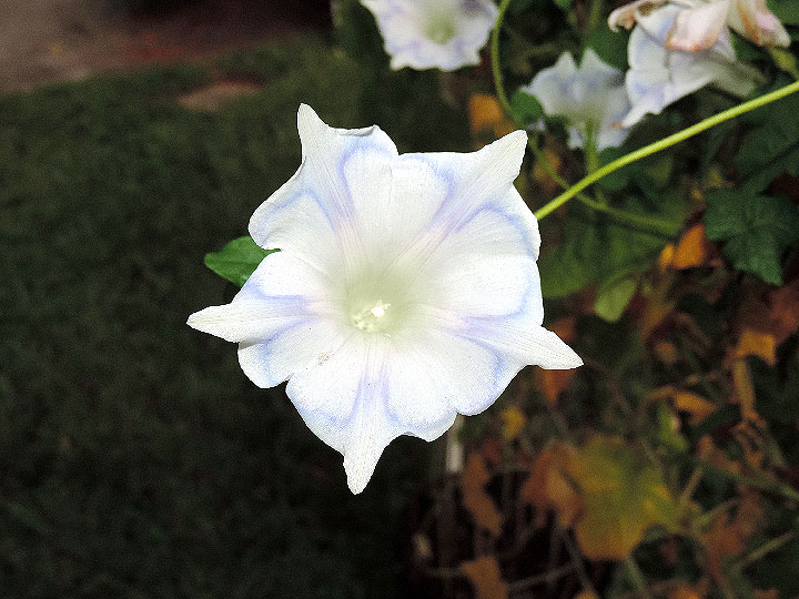 DSCN5570
