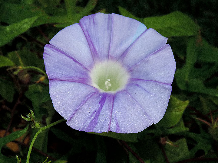 DSCN5592