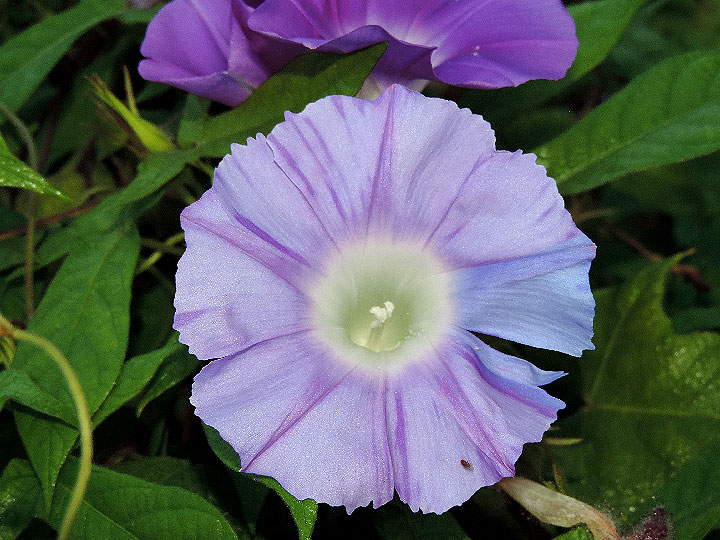 DSCN5593
