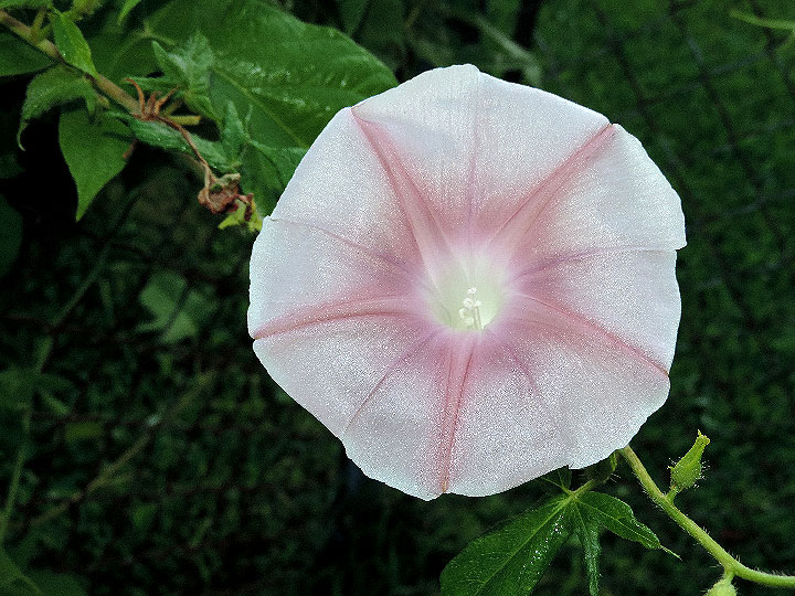 DSCN5597
