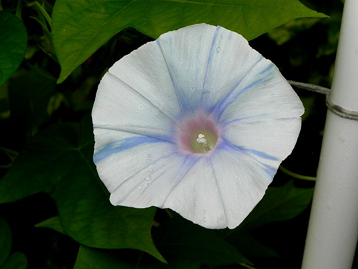 DSCN5633