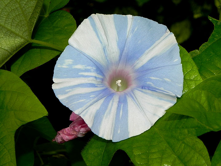 DSCN5634