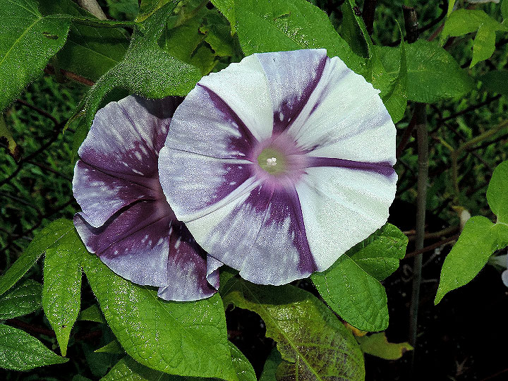 DSCN5694_02