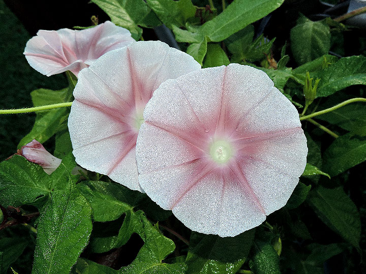 DSCN5695_01