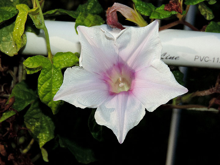 DSCN5705_01
