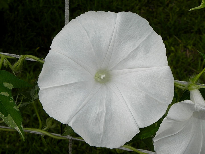 DSCN5743