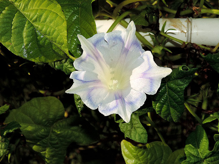 DSCN5756