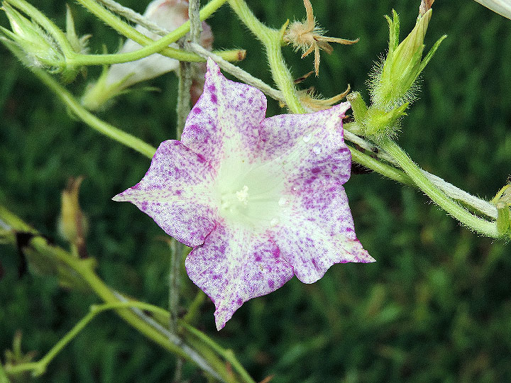 DSCN5811