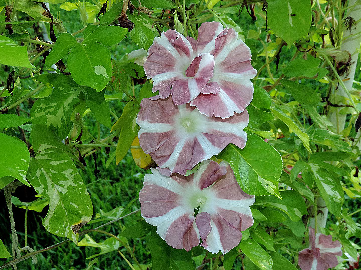 DSCN5824