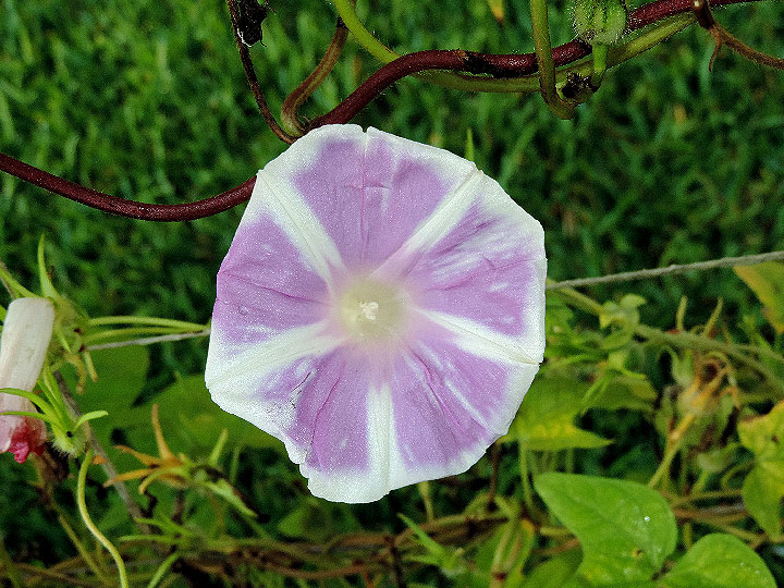 DSCN5825