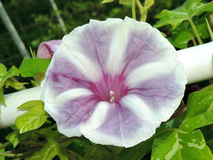 DSCN5832