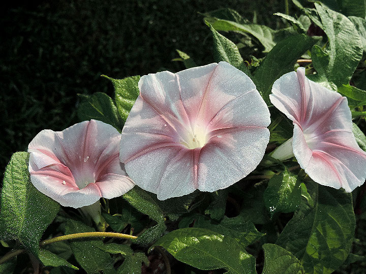 DSCN5890