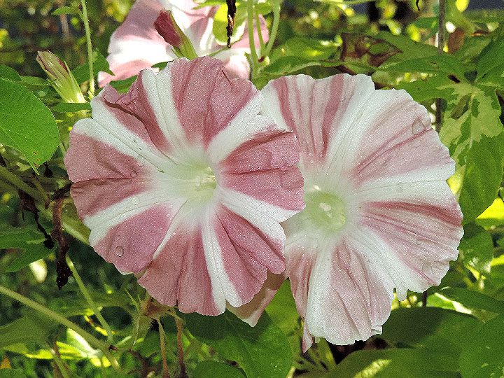 DSCN5930_01