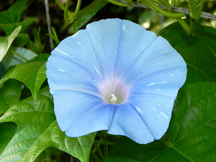 DSCN5956