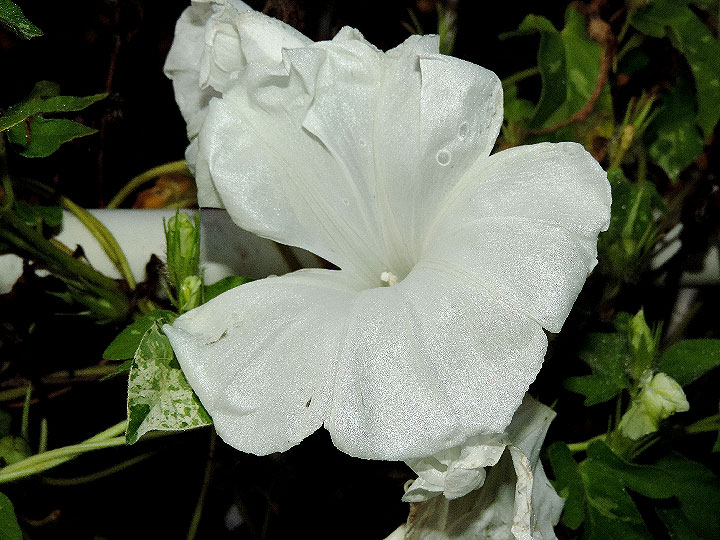 DSCN5964