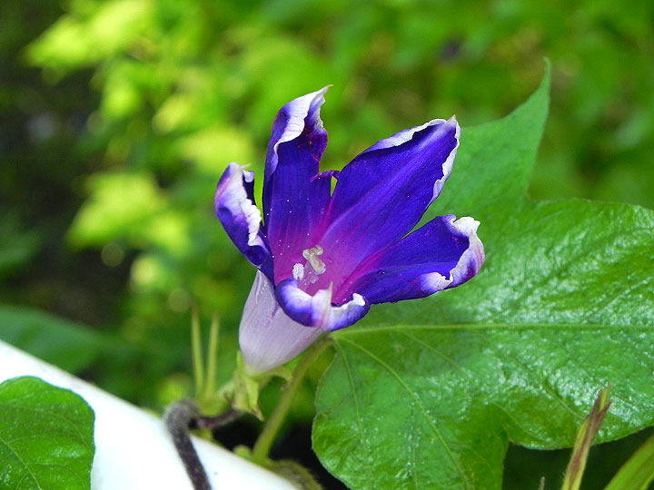DSCN5973