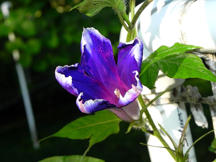 DSCN5974
